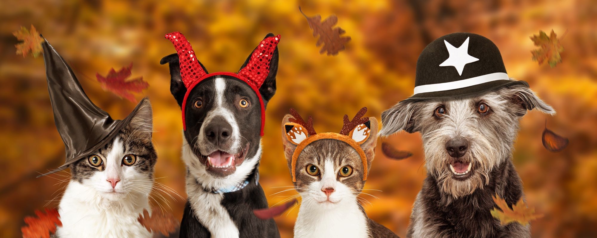 PBOR | Cutest Pet Contest
